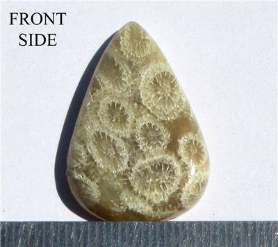 Fossil Coral Pear Cabochon